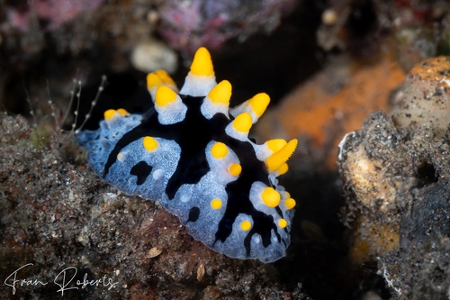 Image of Phyllidia rueppelii