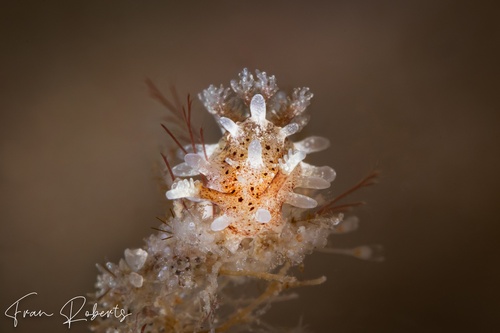 Image of Okenia mija