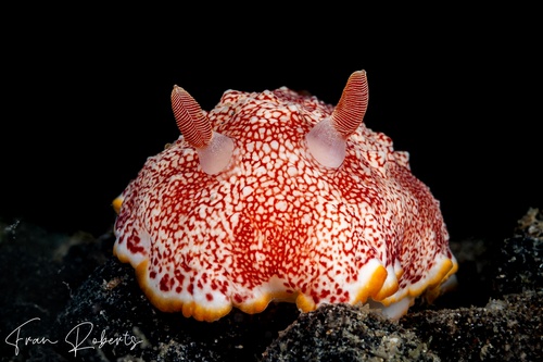 Image of Goniobranchus sp. 1