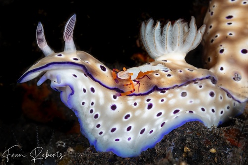 Image of Periclimenes imperator