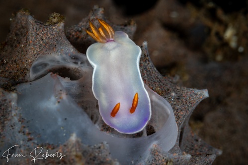 Image of Thorunna punicea