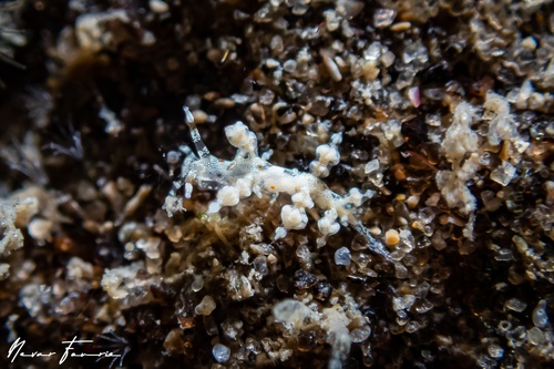 Image of Eubranchus sp. 1