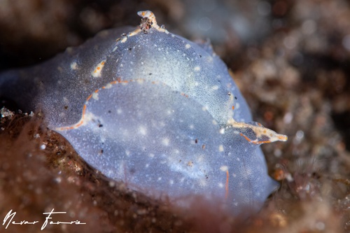 Image of Sagaminopteron nigropunctatum