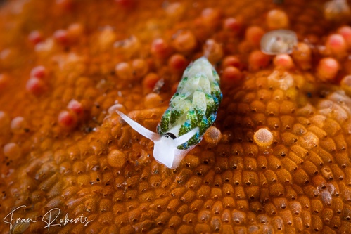Image of Costasiella fridae