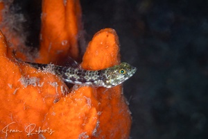 Image of Synodus jaculum