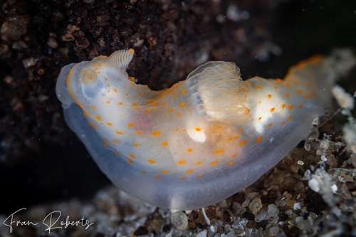 Image of Gymnodoris sp. (various)