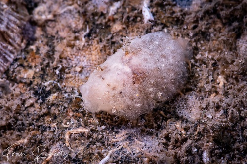 Image of Lamellaria sp. 2