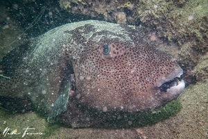 Image of Arothron stellatus