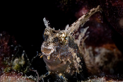 Image of Petroscirtes mitratus