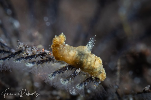 Image of Polycera risbeci