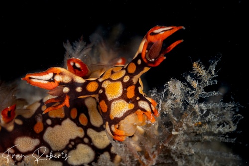 Image of Bornella anguilla