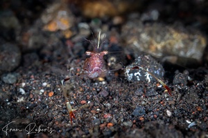 Image of Cuapetes tenuipes