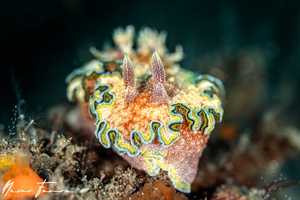 Image of Glossodoris cincta