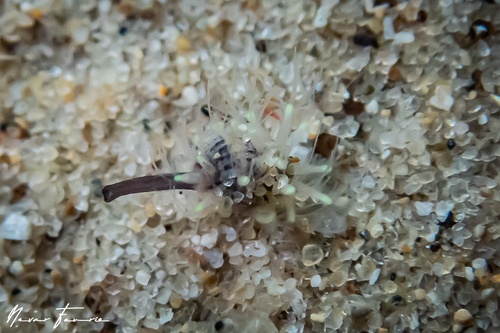 Image of Nassarius albescens