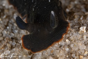 Image of Dendrodoris arborescens