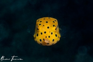 Image of Ostracion cubicus