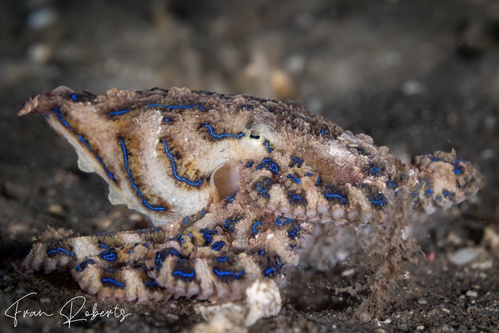Image of Hapalochlaena fasciata