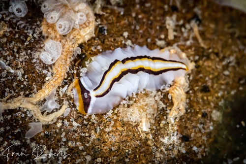 Image of Prosthiostomum trilineatum