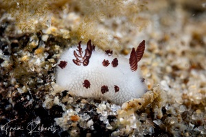 Image of Jorunna sp. 1