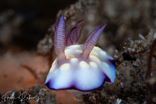 Image of Goniobranchus hintuanensis