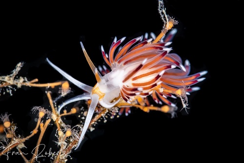 Image of Cratena pawarshindeorum