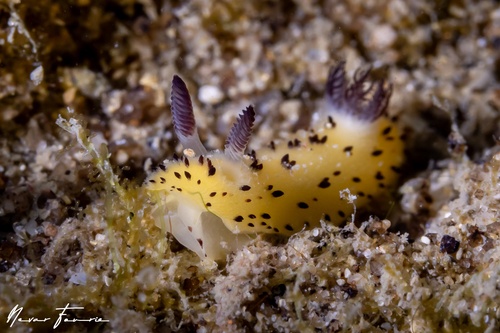 Image of Jorunna parva