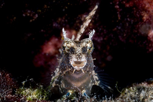 Image of Petroscirtes mitratus