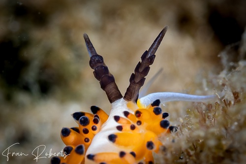 Image of Favorinus tsuruganus