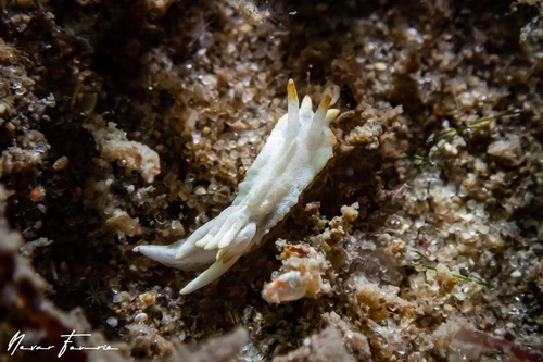 Image of Goniodoridella geminae