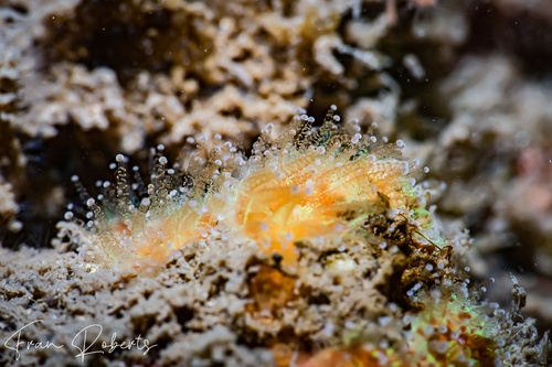 Image of Hard Corals Various