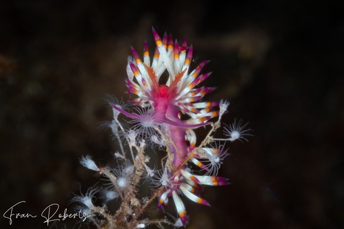 Image of Coryphellina delicata