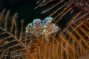 Image of Macropharyngodon negrosensis