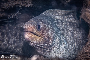 Image of Gymnothorax javanicus