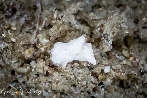 Image of Niparaya sp. 1