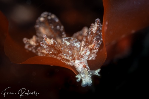 Image of Hermaea evelinemarcusae