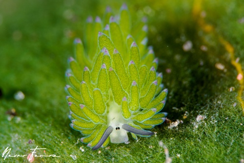 Image of Costasiella sp. 3