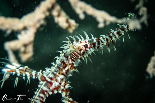 Image of Solenostomus paradoxus