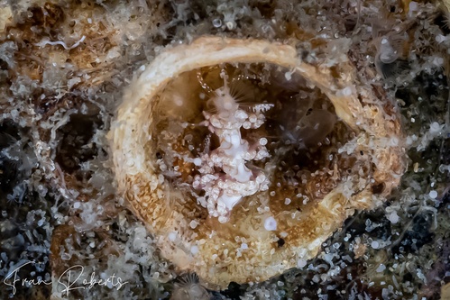 Image of Facelina sp. 2