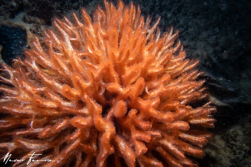 Image of Filograna implexa