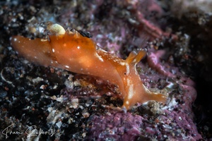 Image of Aplysia punctata