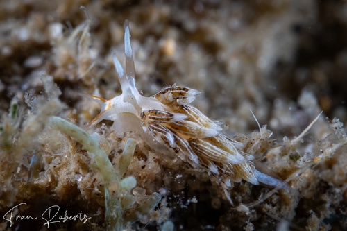 Image of Tenellia puellula