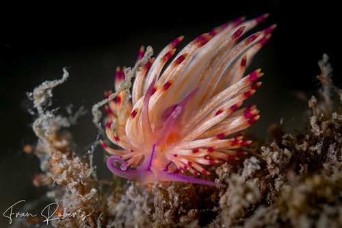 Image of Unidentia sp. 1