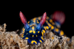 Image of Hypselodoris obscura