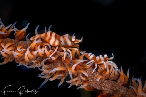 Image of Pontonides ankeri