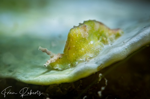 Image of Elysia pusilla
