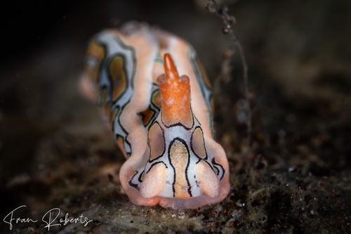 Image of Sagaminopteron psychedelicum