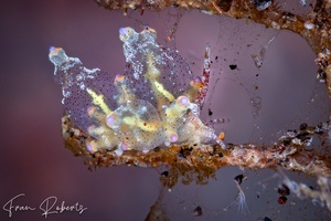 Image of Eubranchus sp. 5