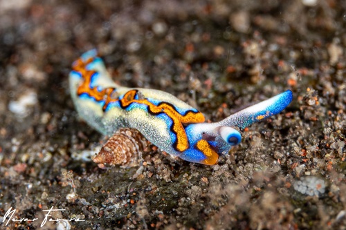 Image of Thuridilla indopacifica