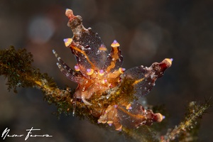 Image of Eubranchus sp. 5