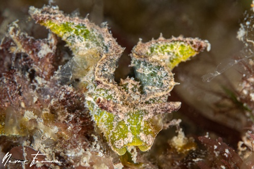 Image of Elysia tomentosa